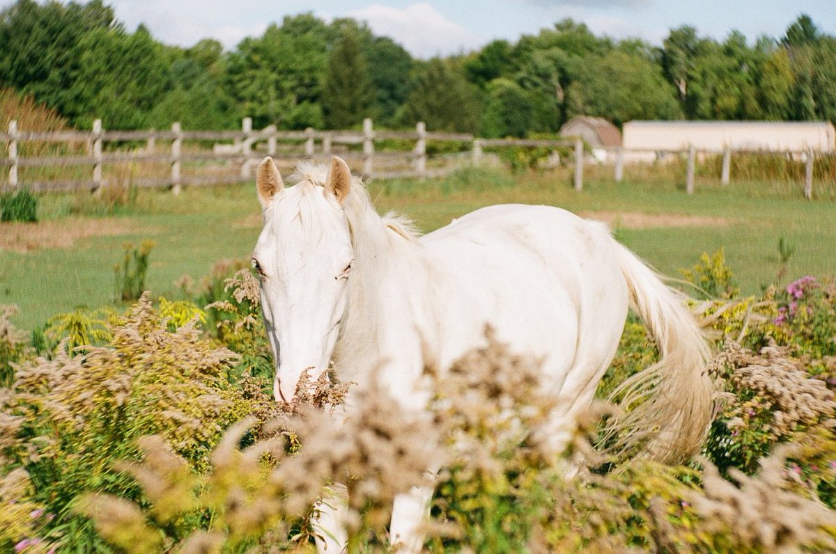 lomography's tweet photo. Community member Leslie (also known as frontoparietal) is back with us today to share her #Petzval80.5 shots and discuss the intimacies of shooting with it alone. See more on #Lomography: https://t.co/93gqc3hZJI https://t.co/dBrw94bFPG