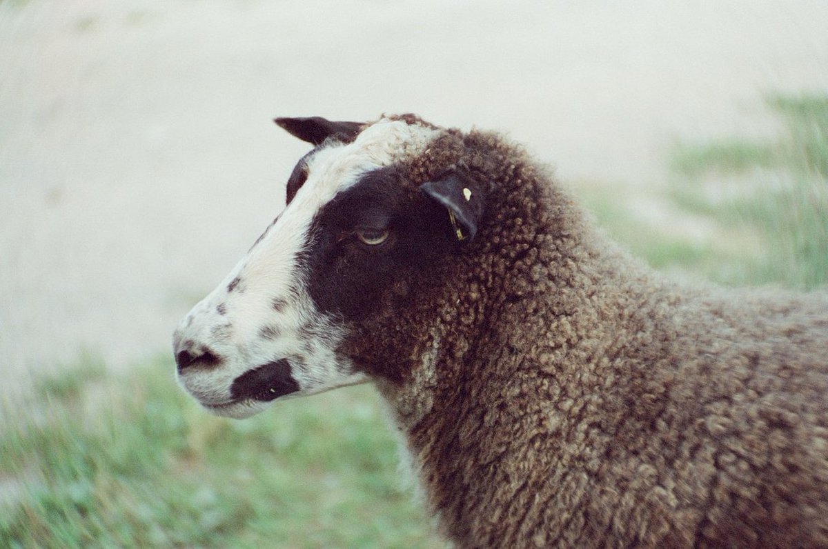 lomography's tweet photo. Community member Leslie (also known as frontoparietal) is back with us today to share her #Petzval80.5 shots and discuss the intimacies of shooting with it alone. See more on #Lomography: https://t.co/93gqc3hZJI https://t.co/dBrw94bFPG