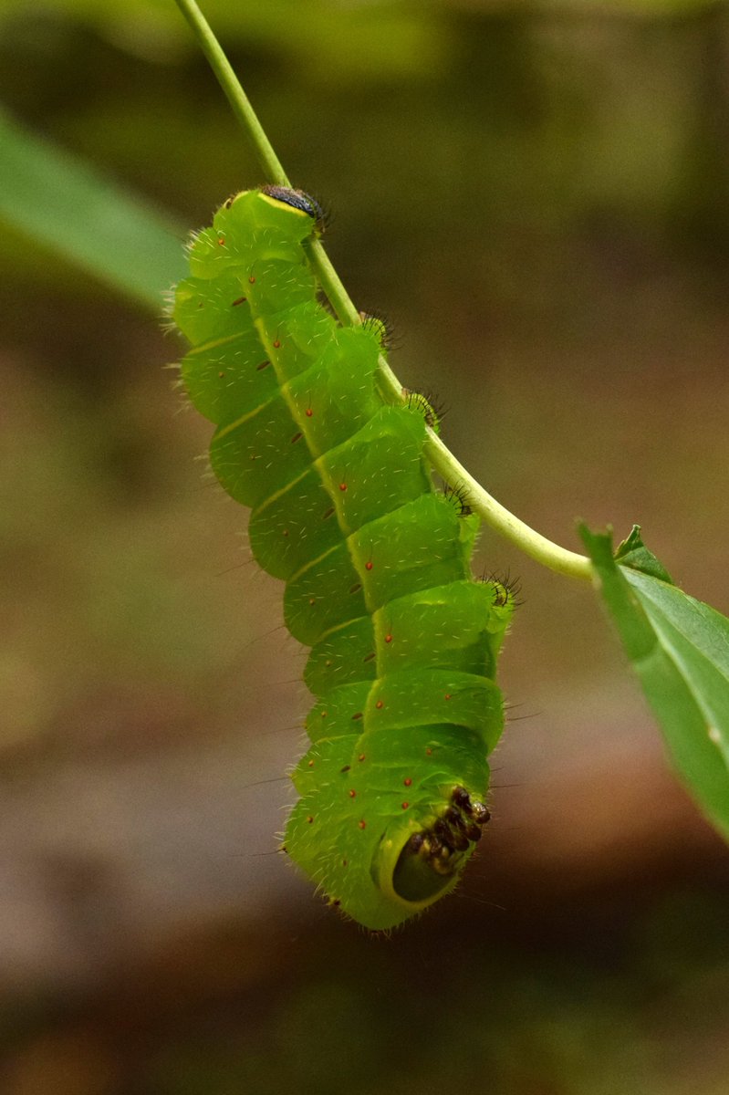 Georgia Native Plant Society tweet media