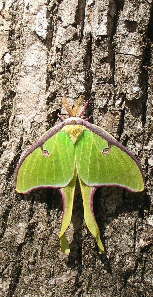 Georgia Native Plant Society tweet media