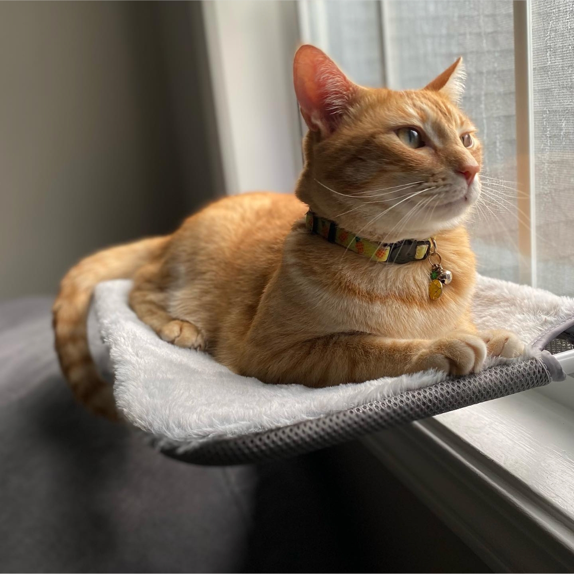 atlantapetlife's tweet photo. Behold, hoomans! Your majestic ruler has claimed the window seat on this glorious Caturday in Atlanta. ๐๐พ
"It's the PURRfect day for adventures and napping, and I shall embrace both with equal grace!"
๐ผHanzo
#CaturdayRoyalty #RegalCat #MajesticFeline #AtlantaCats #WindowSeat https://t.co/hAJf9IyDhk