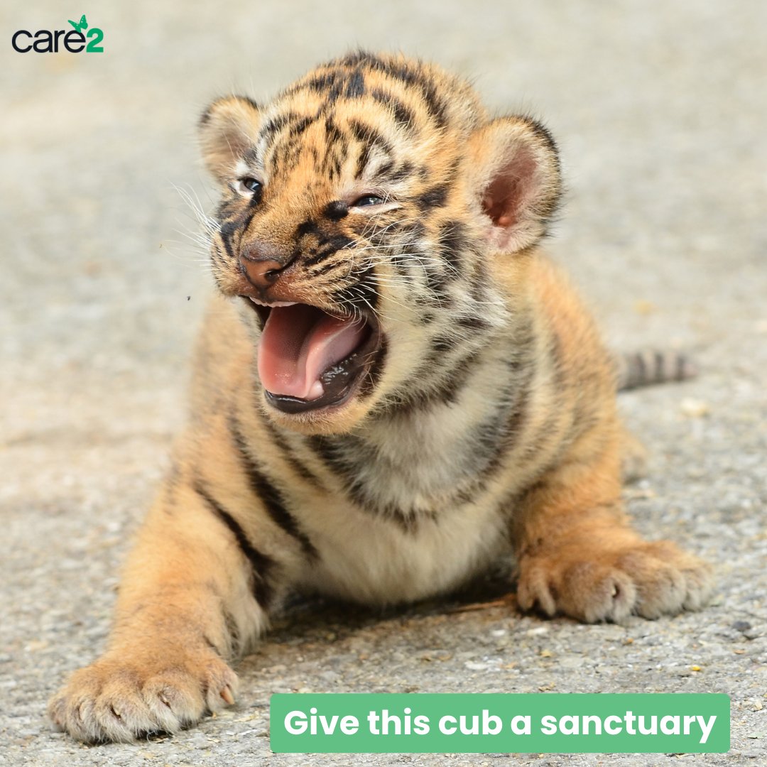 Save this tiger cub! Give it a sanctuary, not the zoo. ➡️ fal.cn/3Aiy4 #InternationalTigerDay