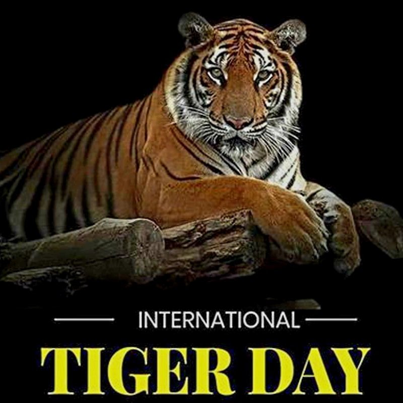Go Tigers! #AMDG #InternationalTigerDay #MenforOthers #JesuitHighSchool