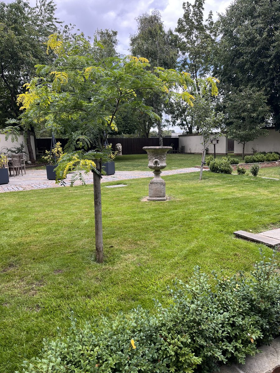 DH_Maintenance's tweet photo. Then onto these which I would have done yesterday - #largeleavedlime leaves are a #pain as too #anthills which I was luckily able to blow away from the #lawns. All cut &amp; #cleared but#leaves falling as quick as could clear them 🙈 https://t.co/IsbUvqOuAl