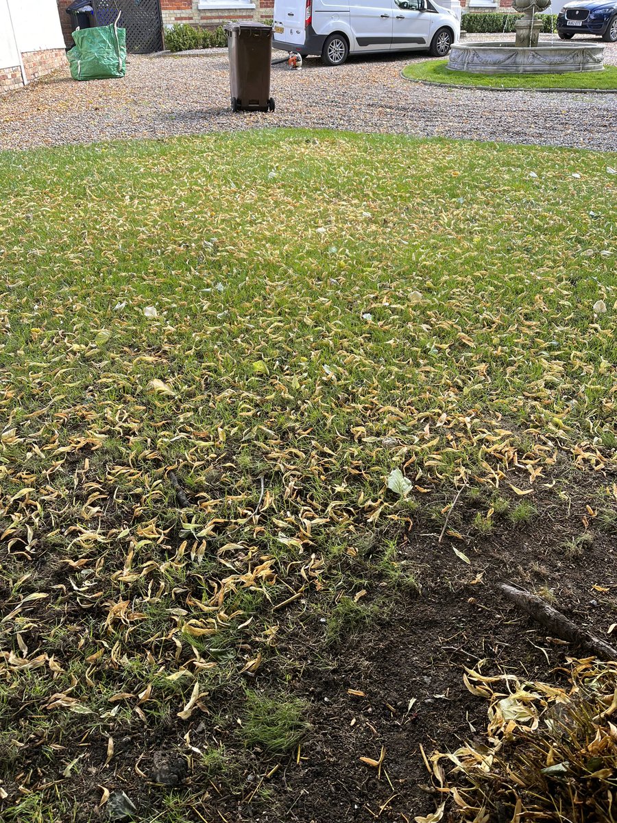 DH_Maintenance's tweet photo. Then onto these which I would have done yesterday - #largeleavedlime leaves are a #pain as too #anthills which I was luckily able to blow away from the #lawns. All cut &amp; #cleared but#leaves falling as quick as could clear them 🙈 https://t.co/IsbUvqOuAl