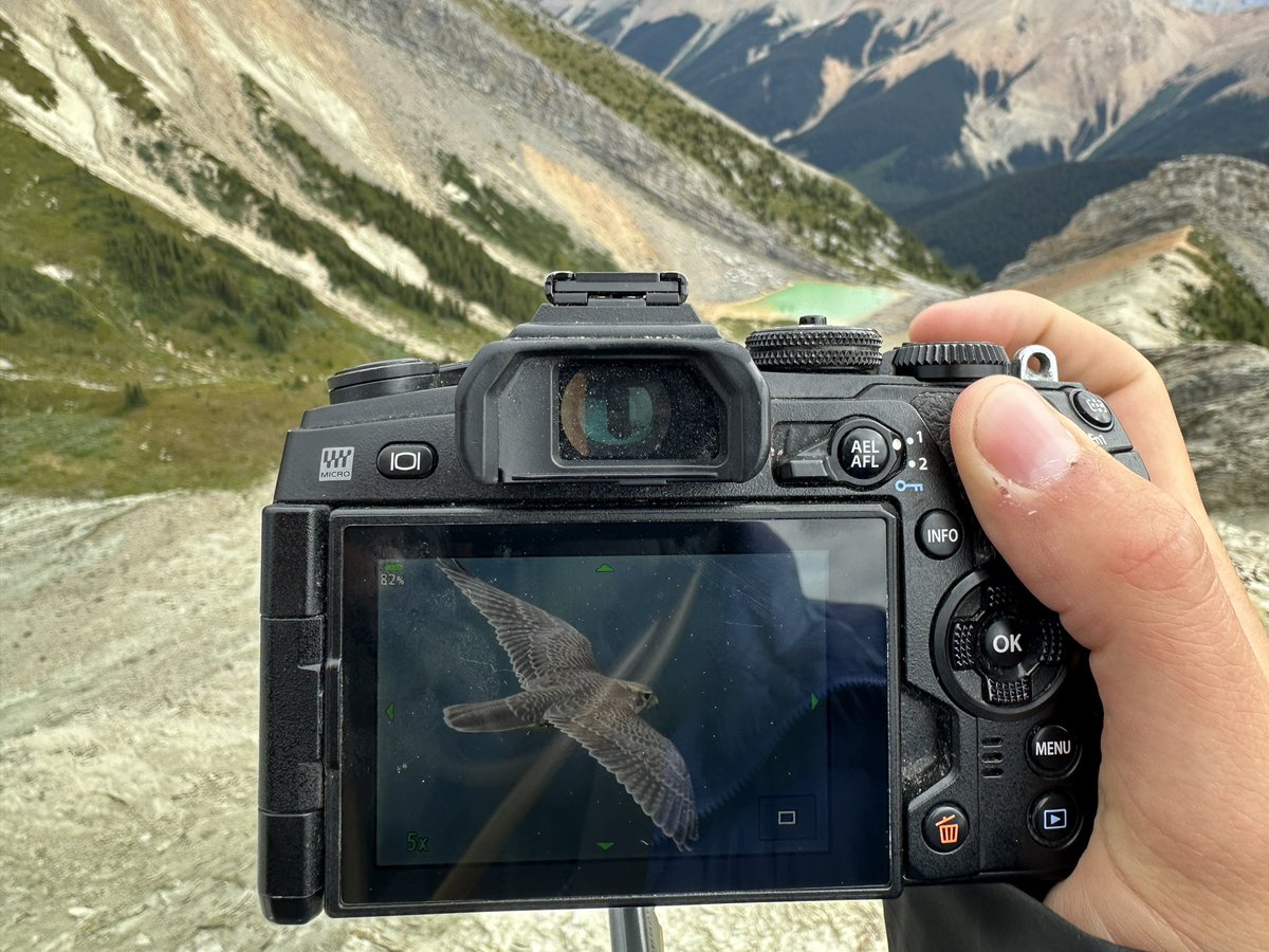 Back in Victoria after 2 weeks of alpine invertebrate sampling in the Kootenays. Epic trip with the <a href="/RoyalBCMuseum/">Royal BC Museum</a> folks with lots of talk of museum specimens and <a href="/inaturalist/">iNaturalist</a>.

Despite our best efforts we also saw some vertebrates… including great looks at this Prairie Falcon!!