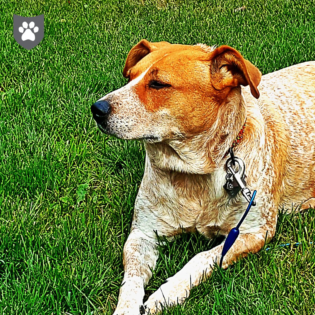 PetShieldInsure's tweet photo. Unlike hard surfaces like concrete or asphalt, grass absorbs shock, easing the strain on your dog's joints and preventing discomfort. It's also a natural cooling agent, keeping their little paws comfortable on warm days.

#DogPlaytime #HappyPaws #GrassIsDogApproved https://t.co/Bl7xg6VSiX