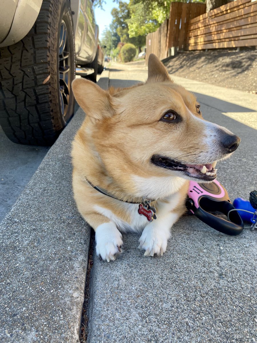 labibbins's tweet photo. @Phil_Sledge Winnie enjoying some shade https://t.co/KtHA43MJ7U