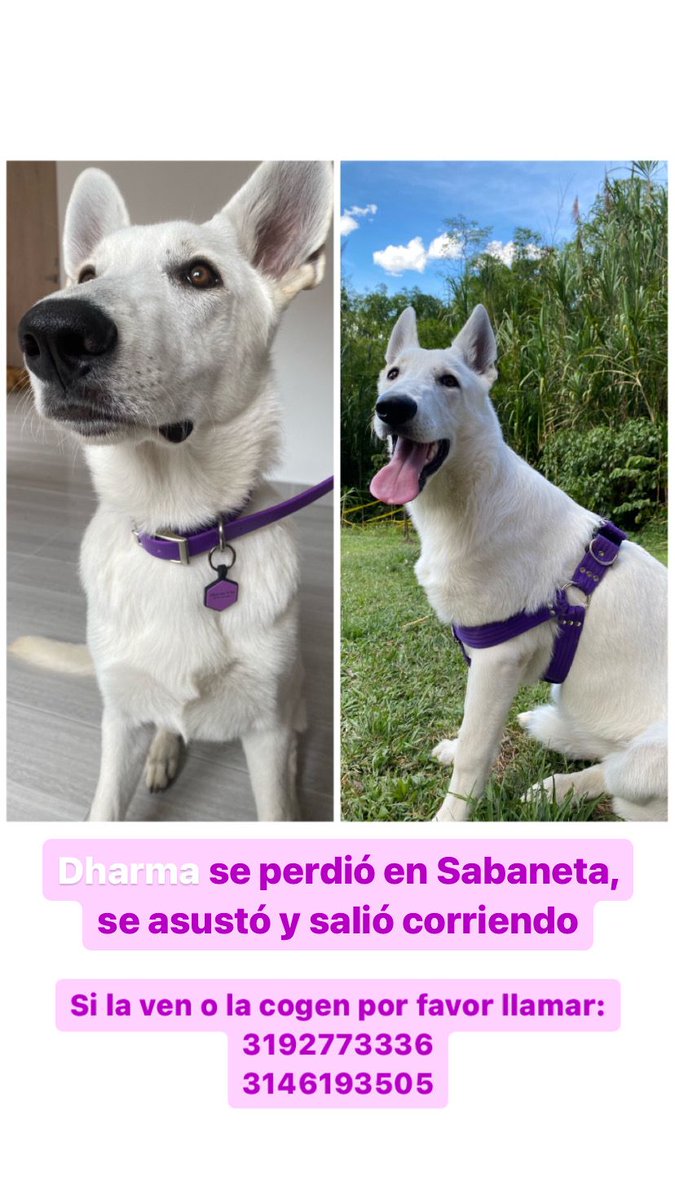 MariaRinconZ's tweet photo. Hola amigos!! La perrita de mi hermana se perdió hoy en sabaneta y necesito ayuda con RT para poder encontrarla. Se llama Dharma. Si alguno tiene info por favor escribirme o llamar a los números en la foto. Gracias!! https://t.co/7xweGZ84rA