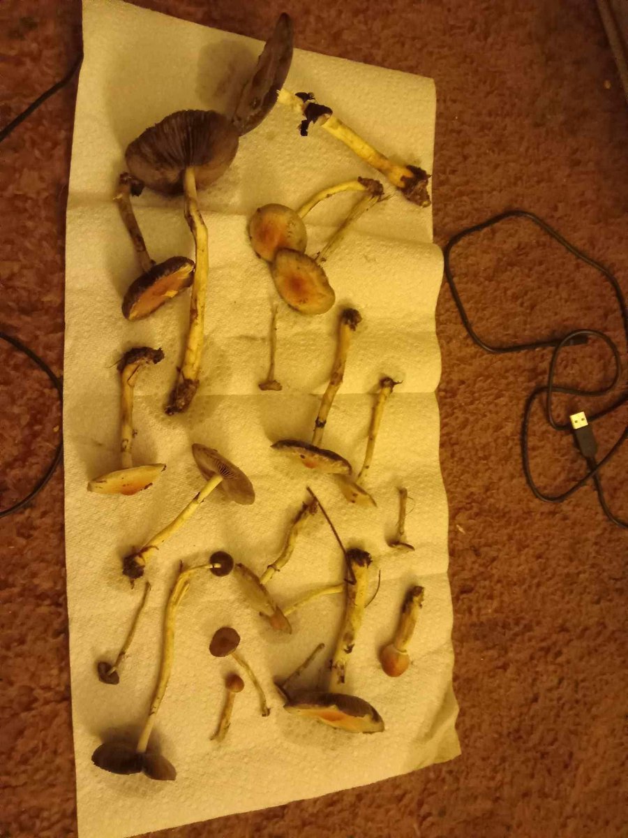 MikeSinman's tweet photo. Shroom Season 6 https://t.co/4pMRxxZE74
