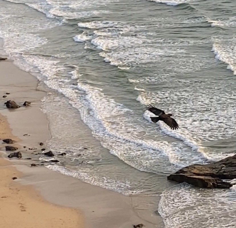 Choughs at minnows 😍 #treyarnon #porthcothan #kernow #cornwall @beauty_cornwall 💕