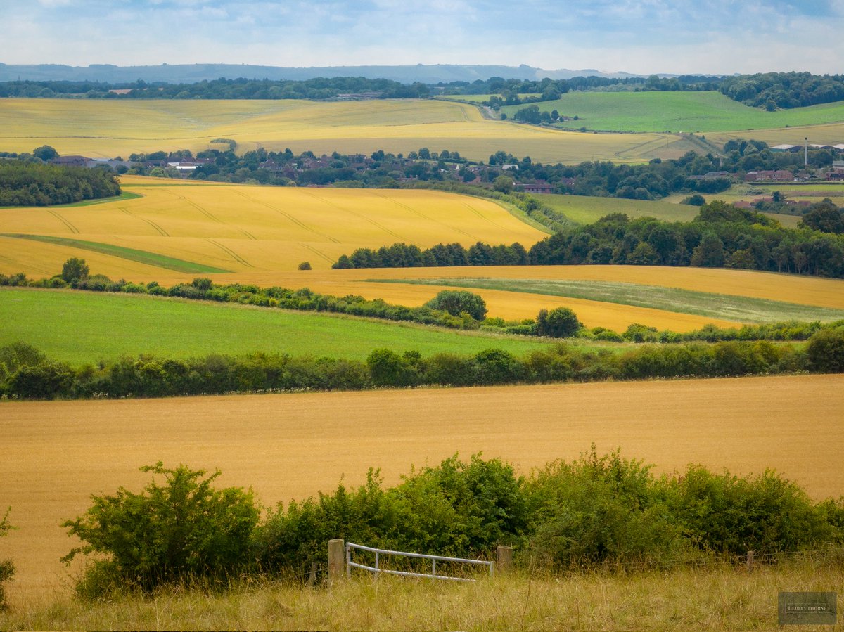 Looking South across The Ridgeway from the gate to Lowbury Hill.