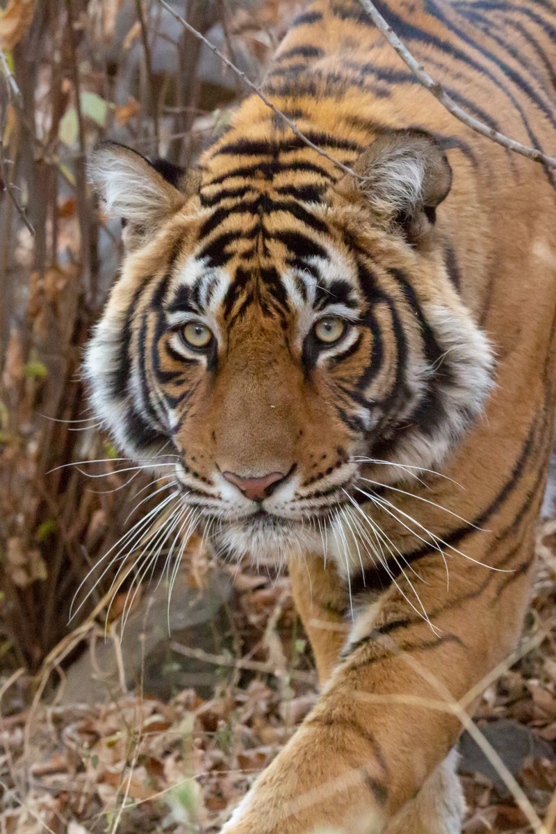 Happy National Tiger Day #TwitterNaturePhotography  #Tigers #Tiger #ranthambore #bandhavghar #BigCat #BIGCats #wildlifephotography #wildlife #WildlifeProtection #WildlifeConservation #NatureBeauty #naturelovers #NatureConservation #InternationalTigerDay #InternationalTigerDay2023