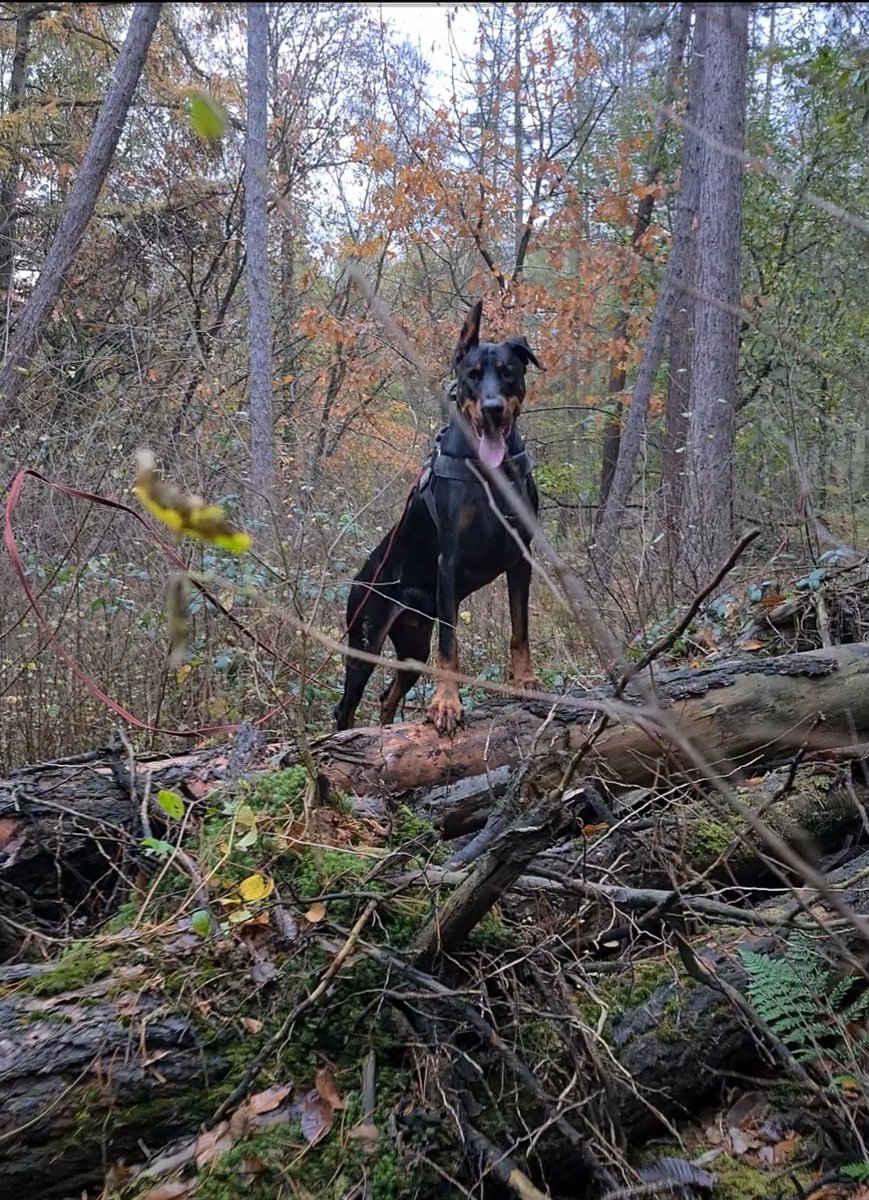 UnarPrins's tweet photo. @scarvasstrand @WeLoveDogsUSA @dogcelebration @JackiePeters55 @dreneehawkins @Cass_C7 @HarkerJr @DobermanHealth Beautiful #tongueOutTuesday https://t.co/3IGRknSMVm