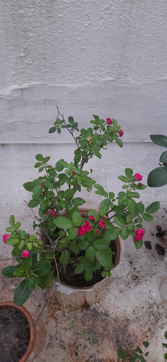 teatattler's tweet photo. It's the season of roses and button roses! 🌹🌷
.
#ButtonRose #GardenStories #UrbanLiving https://t.co/I7VRQEuLR9