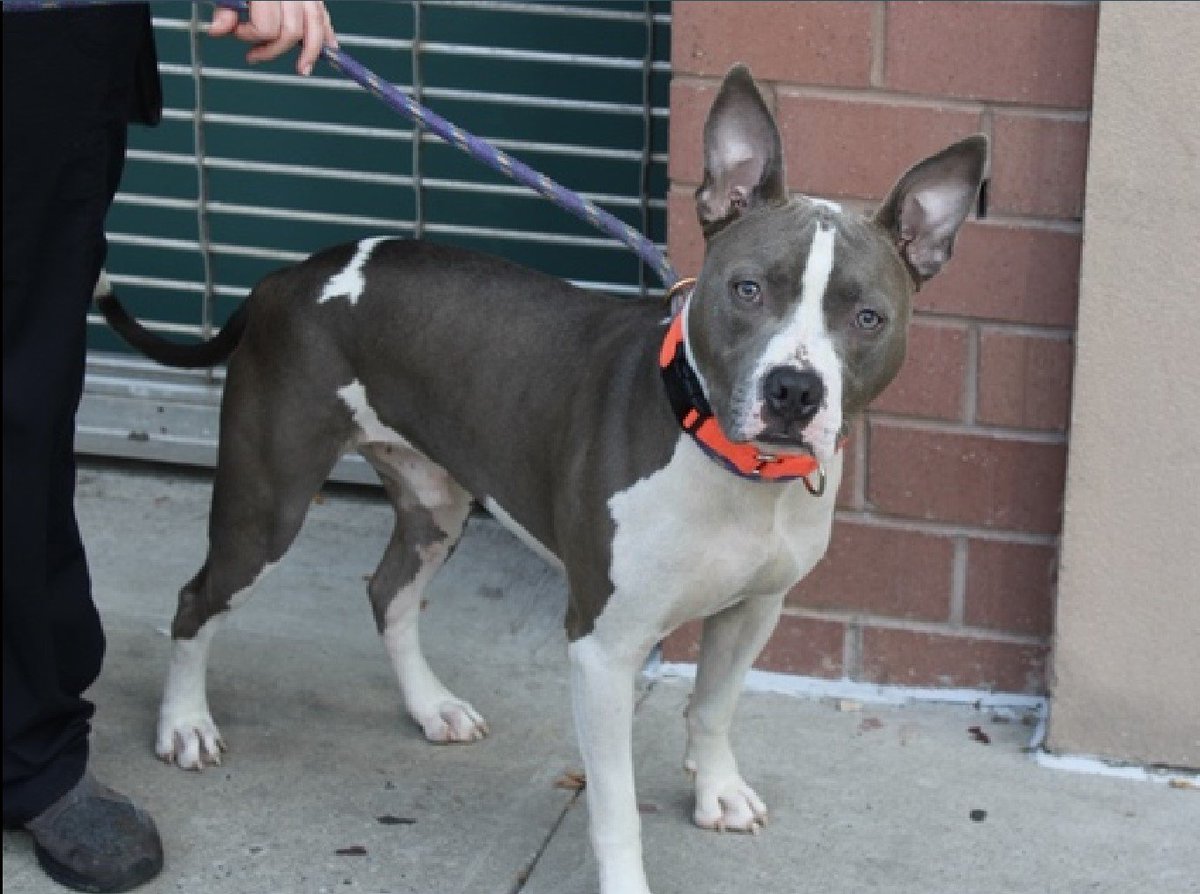 MyBoxerLuvMac1's tweet photo. 💔Boba Fett💔
#NYCACC #177376 3y
▪️KILL COMMAND❗
Beautiful sweetie came in stray. Friendly, well behaved level 2. Playful, grt on leash +eager 2 please. Has ear infection + needs loving, N.East #Foster, 4 security, 2 decompress +thrive. 
Pls #pledge
DM @Notthesamenow2
💕Boba F https://t.co/v6z8rMSOi2