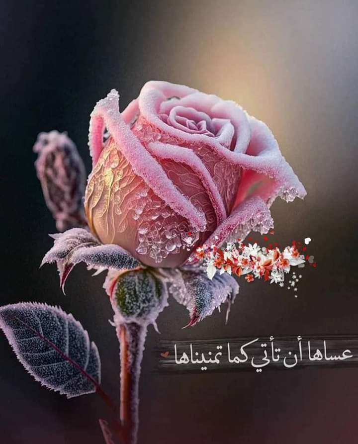 •
"أتَيتُ بَابَكَ يَـا اللَّٰـهُ مُنكَسِـرَاً
أشكُو إلَيكَ الَّذِي أُخفِي وَتُدرِكُهُ

وَقَد تَرَكتُ وَرَائِي النَّاسَ كُلَّهُـمُ
لا يُطلَبُ الشَّيءُ مِمَّن لَيسَ يَملِكُهُ..!"