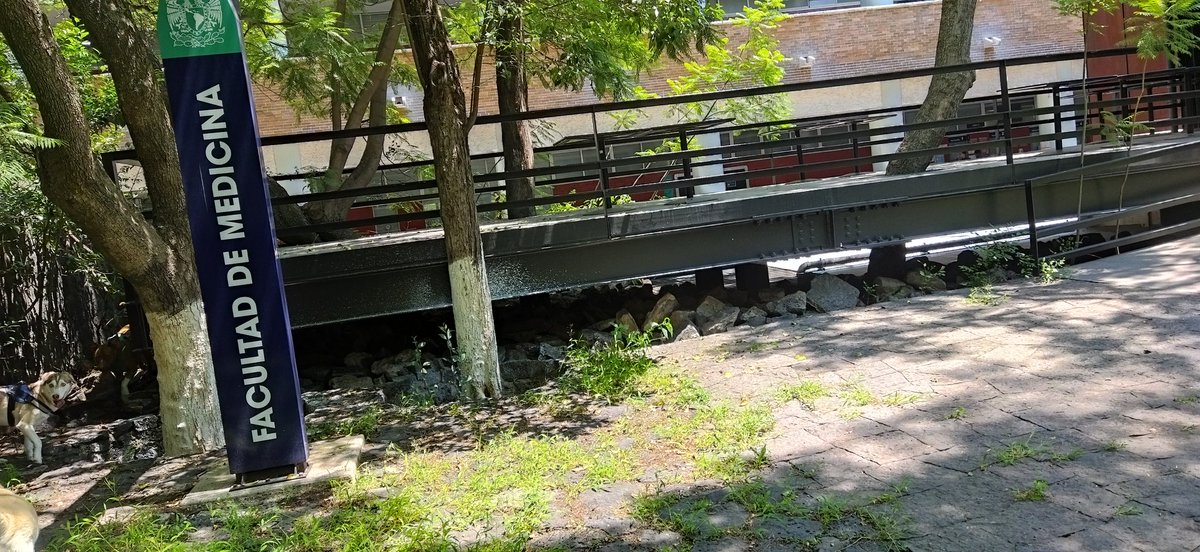 IIsraelBarajas's tweet photo. @UNAM_MX @FacMedicinaUNAM hay un perrito en malas condiciones atrapado en este lugar de la facultad de medicina, no quiere agua ni comida y no se ha podido salir. https://t.co/YkAI0sjazM