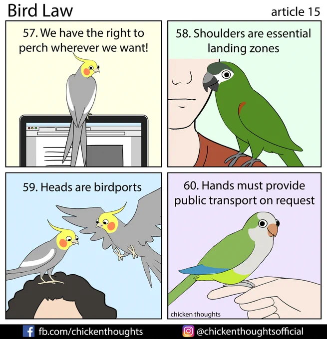 Bird law article 15 starring Ziggy (@ziggybirby), Edison (aka Eddy), Myloh & Elvis, and Perejil (Parlsey)!