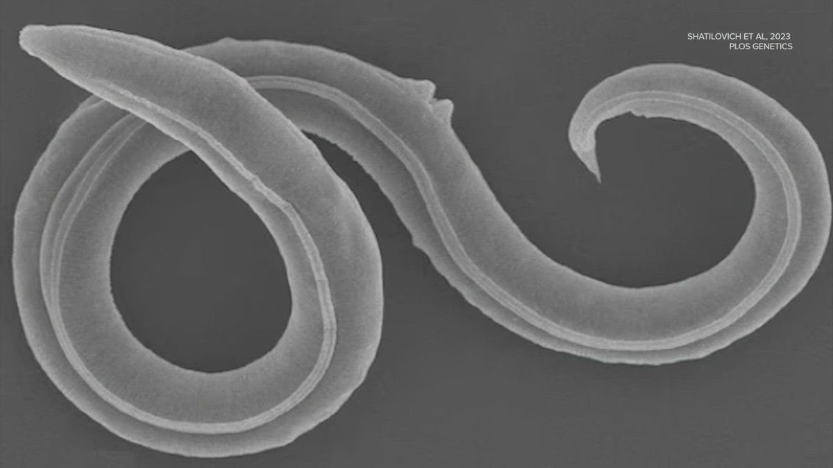 Rainmaker1973's tweet photo. Scientists revive 46,000-year-old roundworms from siberian permafrost. The nematodes had survived in a state of slowed metabolism called cryptobiosis. They also spawned more than 100 generations of them in the lab

[read more: https://t.co/OmBFTL0FM6] https://t.co/zIWUi5DCCF