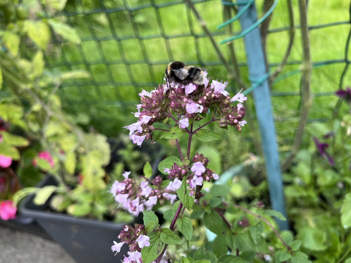 Geoggardener's tweet photo. Letting the herbs flower #SaveTheBees #gardening #GardeningTwitter #bees #pollinators https://t.co/AainnS6mZE