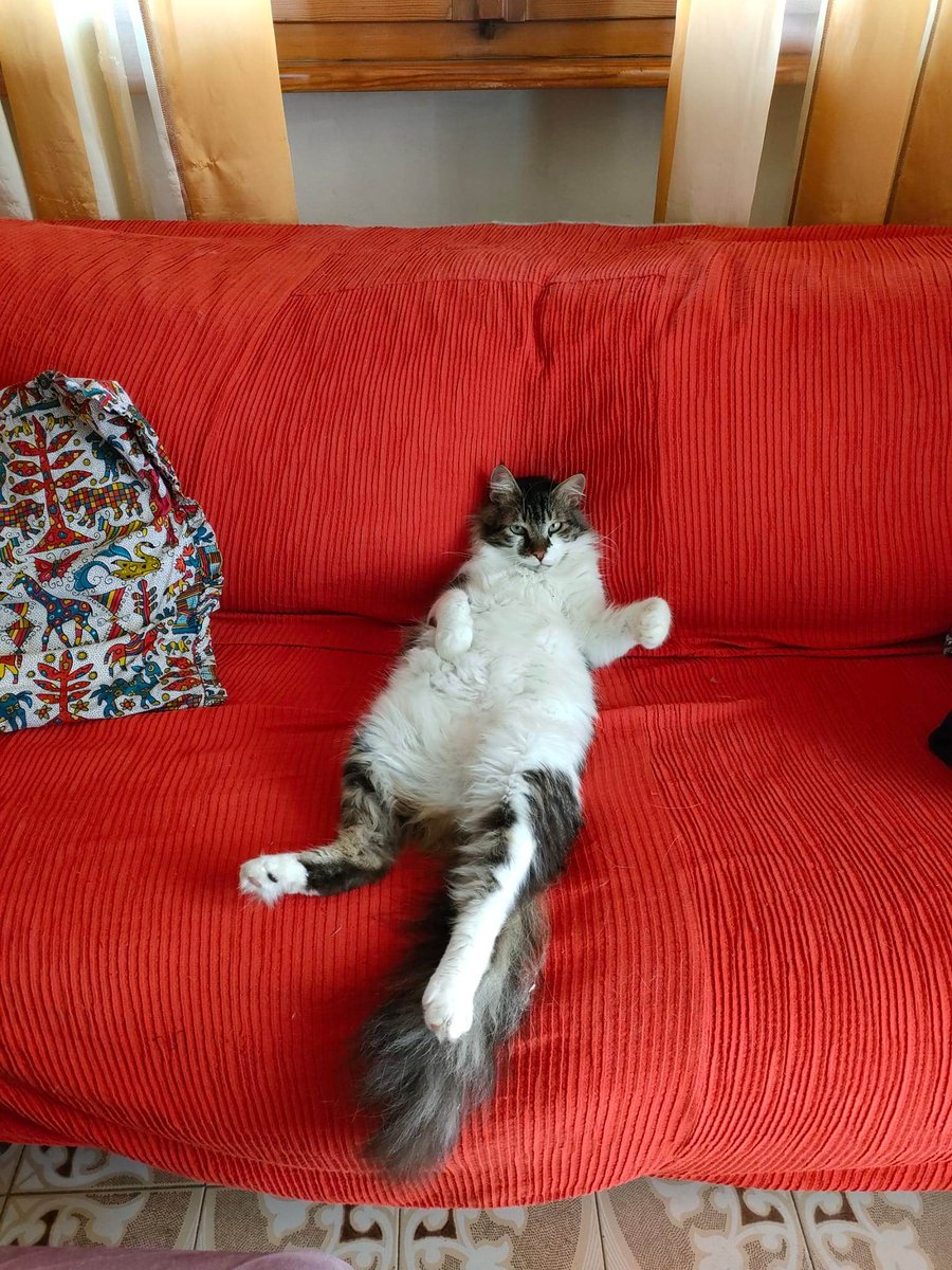 ImprontaC's tweet photo. Indovinate chi ci manda i saluti oggi?
Ce li manda Ricky che vince per distacco incolmabile il premio "il re dello sciallo"
#gattile #sciallo #gatto https://t.co/tLLTcWwAqD