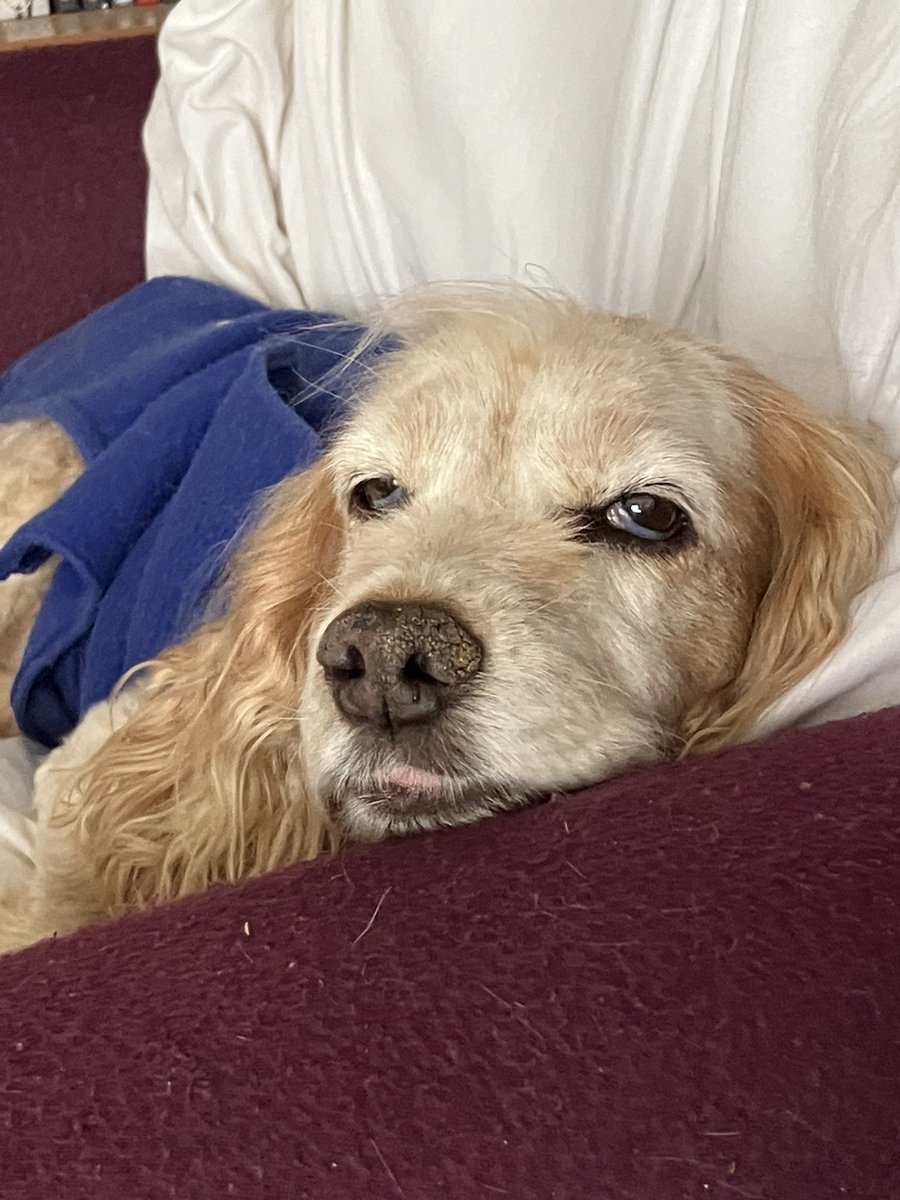 dockurly13's tweet photo. My heart is broken tonight. This little lady went to sleep in my arms and has crossed the rainbow bridge to be with nanny and granddad. A little part of me has died too 💔 https://t.co/rruejXThIi