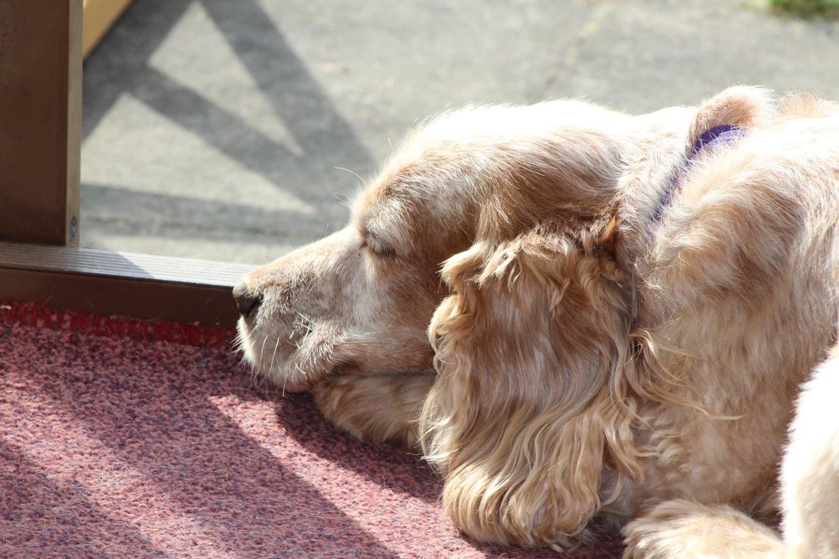 dockurly13's tweet photo. My heart is broken tonight. This little lady went to sleep in my arms and has crossed the rainbow bridge to be with nanny and granddad. A little part of me has died too 💔 https://t.co/rruejXThIi