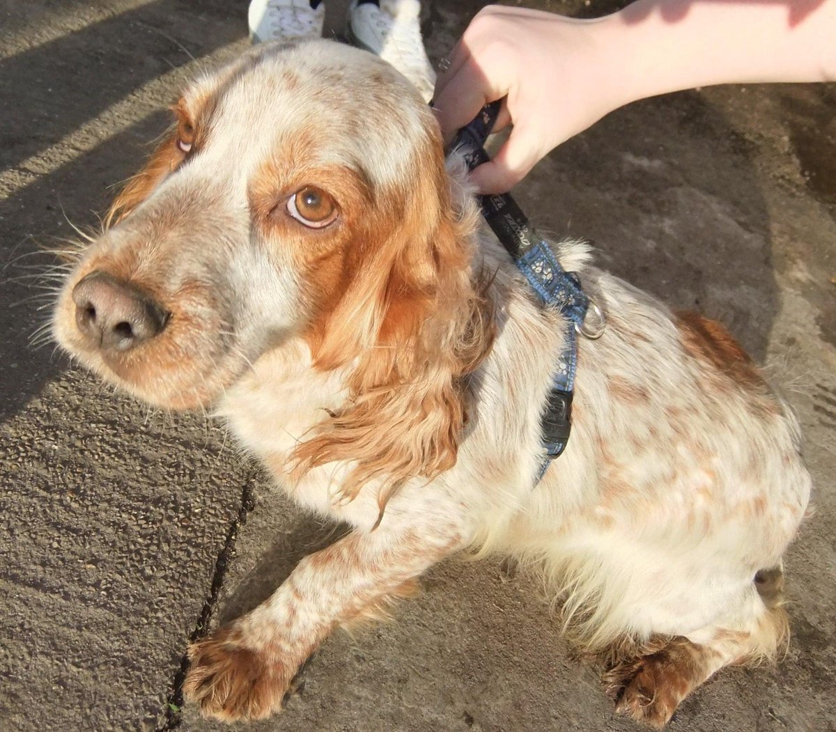 dockurly13's tweet photo. My heart is broken tonight. This little lady went to sleep in my arms and has crossed the rainbow bridge to be with nanny and granddad. A little part of me has died too 💔 https://t.co/rruejXThIi
