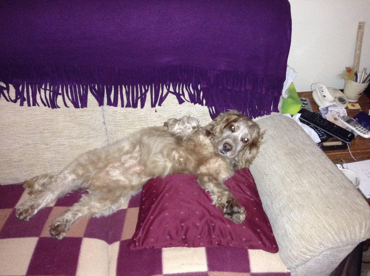 dockurly13's tweet photo. My heart is broken tonight. This little lady went to sleep in my arms and has crossed the rainbow bridge to be with nanny and granddad. A little part of me has died too 💔 https://t.co/rruejXThIi