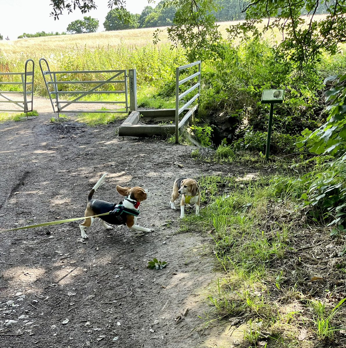 Lufferly tweet up wiv Hector @1_beagle Hims still growin 😳 Wees did haff massif zooms den pub lunch 😋