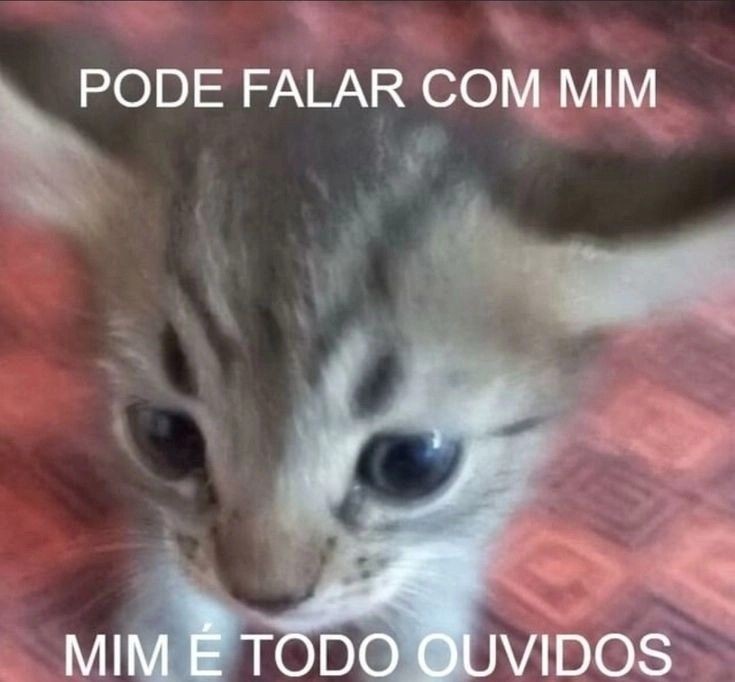 perfil dedicado a gatinhos e peitos (@odeiootaco) on Twitter photo 