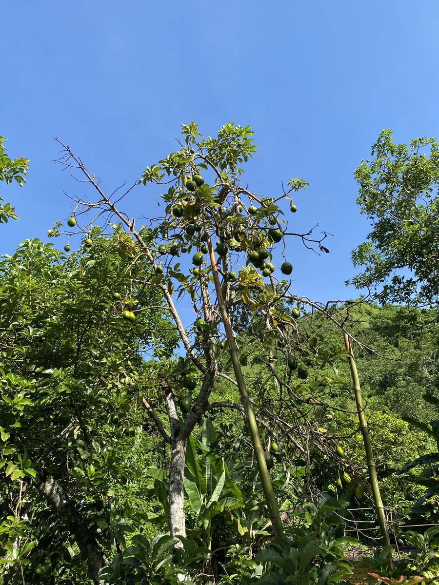 OliverLopezCano's tweet photo. 🇻🇪🌳🍃 ¡Esto es #Birongo!
✅ Nuestro estado Miranda ofrece un potencial turístico sin precedentes donde con absoluta responsabilidad pudiésemos sacar el mejor de los provechos.
✅ Hay proyectos en torno a esto, pero lamentablemente dejados y a la decidida de gobiernos de turno.
✅ Mientras pueda, seguiré enalteciendo mi estado y mi parroquia #Higuerote, aunque el Municipio #Brion ofrece también otras bondades que poco a poco les iré mostrando.