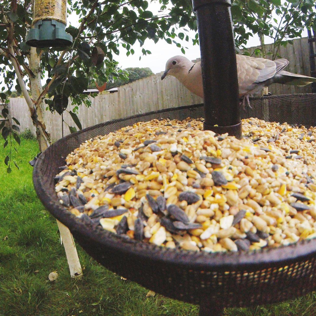 GreenwoodRvn's tweet photo. A great start to the morning for our GoPro!
#Dove #ringneck #woodpigeon #pigeons #featheredfriends #friendlylocals #wildlifephotography #britishbirds #britishwildlife #silverbirch #birdseed #birdfeeder https://t.co/xVyAdOrSTr