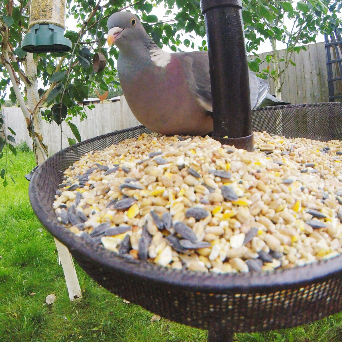 GreenwoodRvn's tweet photo. A great start to the morning for our GoPro!
#Dove #ringneck #woodpigeon #pigeons #featheredfriends #friendlylocals #wildlifephotography #britishbirds #britishwildlife #silverbirch #birdseed #birdfeeder https://t.co/xVyAdOrSTr