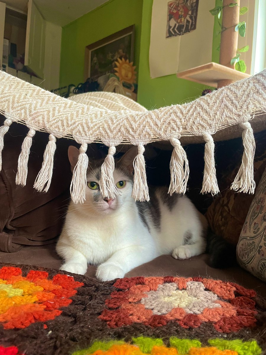 visionsofgigi's tweet photo. mojo dojo casa house https://t.co/Ksn7ZHtoEG