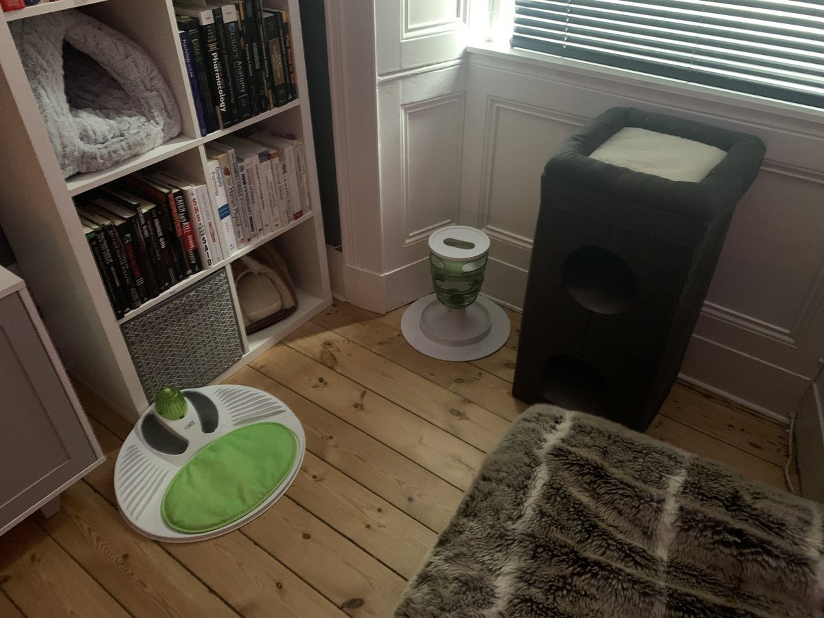 helenraw's tweet photo. What could possibly be happening tomorrow… 😻😻
#AuntyHelen #CatBoarding #ReadyForGuests @RawsPawsUK https://t.co/CvQdRpp6uW