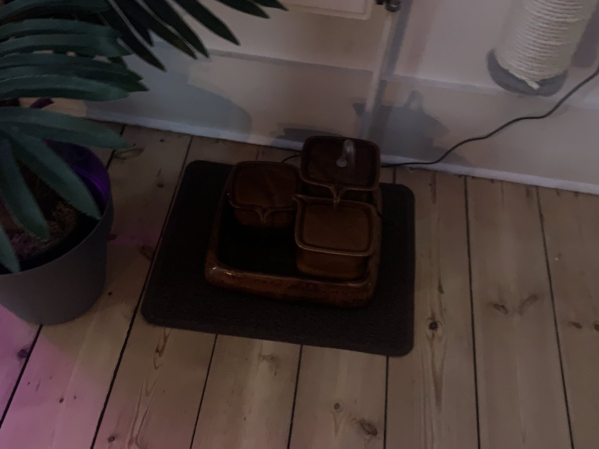 helenraw's tweet photo. What could possibly be happening tomorrow… 😻😻
#AuntyHelen #CatBoarding #ReadyForGuests @RawsPawsUK https://t.co/CvQdRpp6uW