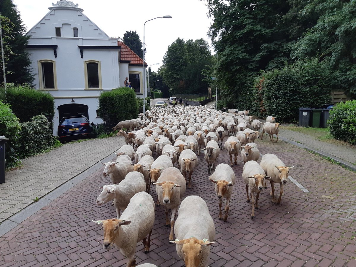 Bart Willers (@bartwillers) on Twitter photo Was mooie wandeling vandaag met 383 dames <a href="/Op_Dreef_/">Natuur- en Landschapsbeheer Op Dreef</a> door bos en park en dorp en stad. 15 km van Berg en Dal naar Sportpark Ressen in 3 uur. Telkens die blije verraste reacties van omstanders vervelen nooit! <a href="/IKerkvliet/">Ingrid Kerkvliet</a> <a href="/bergendalgem/">Gemeente Berg en Dal</a> <a href="/gem_Nijmegen/">Gemeente Nijmegen</a> <a href="/LingewaardGem/">Gemeente Lingewaard</a> @KoenGroen Was mooie wandeling vandaag met 383 dames <a href="/Op_Dreef_/">Natuur- en Landschapsbeheer Op Dreef</a> door bos en park en dorp en stad. 15 km van Berg en Dal naar Sportpark Ressen in 3 uur. Telkens die blije verraste reacties van omstanders vervelen nooit! <a href="/IKerkvliet/">Ingrid Kerkvliet</a> <a href="/bergendalgem/">Gemeente Berg en Dal</a> <a href="/gem_Nijmegen/">Gemeente Nijmegen</a> <a href="/LingewaardGem/">Gemeente Lingewaard</a> @KoenGroen