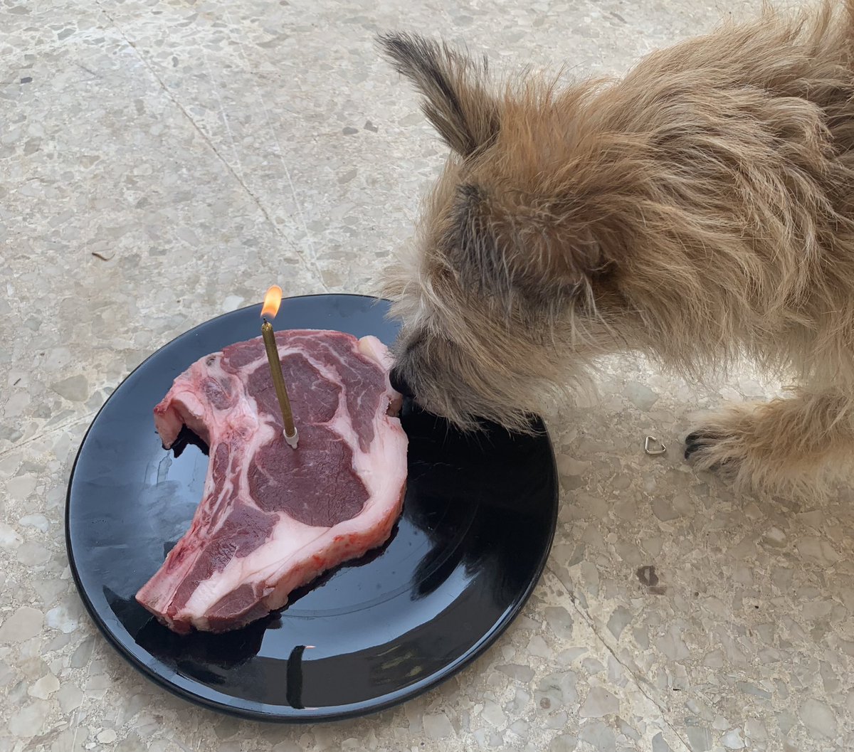 PaulineCollings's tweet photo. My oldest baby Arthur is 9 today! He lost his brother Sonny in February due to cancer but he has gained 5 new siblings since we moved to Cyprus in 2021. Today he had his own steak which was bigger than his rump! 😂❤️😍 #dogsoftwitter #malchi https://t.co/BISCeCSWtJ
