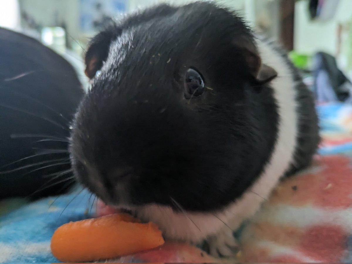 seolarwoon's tweet photo. guinea pig headshots bc why not https://t.co/03OsMEBEeR