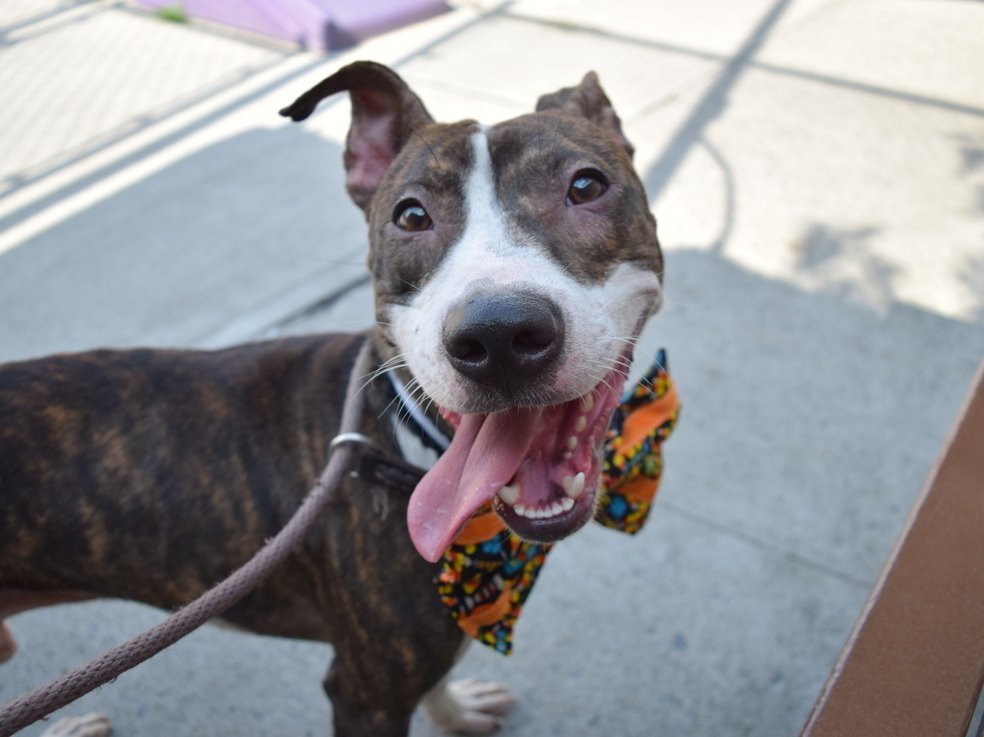 MyBoxerLuvMac1's tweet photo. 💔King Browser💔
#NYCACC #41824 5y
▪️KILL COMMAND❗
Friendly sweetie's💔, due 2 housing. Fearful, skinny, trying 2 be brave. Well behaved, knows commands, grt on leash +playful w dogs.
Needs loving, N.East #Foster, 2 decompress.
Pls #pledge
DM @Notthesamenow2
💕King Browser https://t.co/2HtrO9xp7e