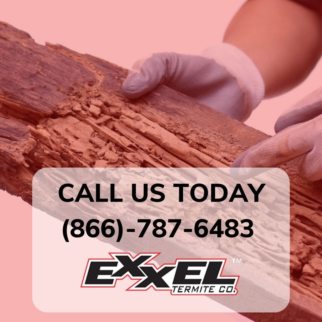 Let us protect your home from property damage. Don't hesitate to call us today to see what your options are at (866)-787-6483! 🦟🚫
#termites #termitecontrol #exxeltermite #termitedamage #termiteinspection #home #homeinspection #termiteproblems
