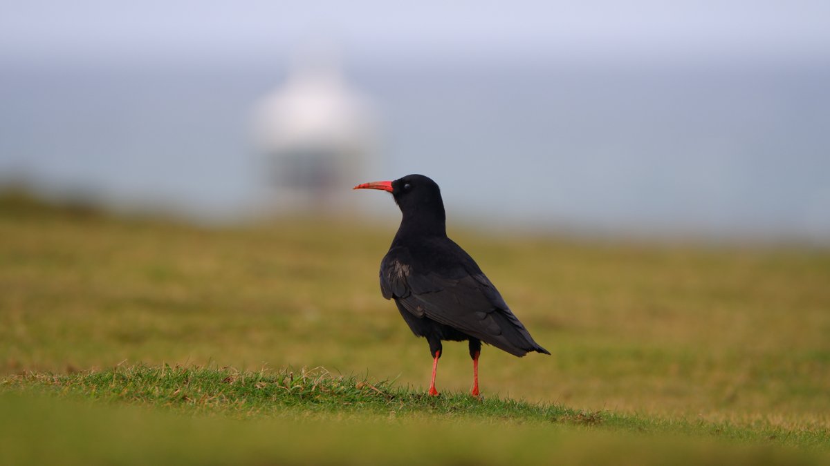 Choughs are on the rise! 

This year, about 112 chicks have fledged from nests in Cornwall - it's the first time more than 100 have fledged from the county since 2001.

Check out the best places to see these resilient creatures here: ow.ly/TUZ950PnUpS

Photo: Aaron Claxton