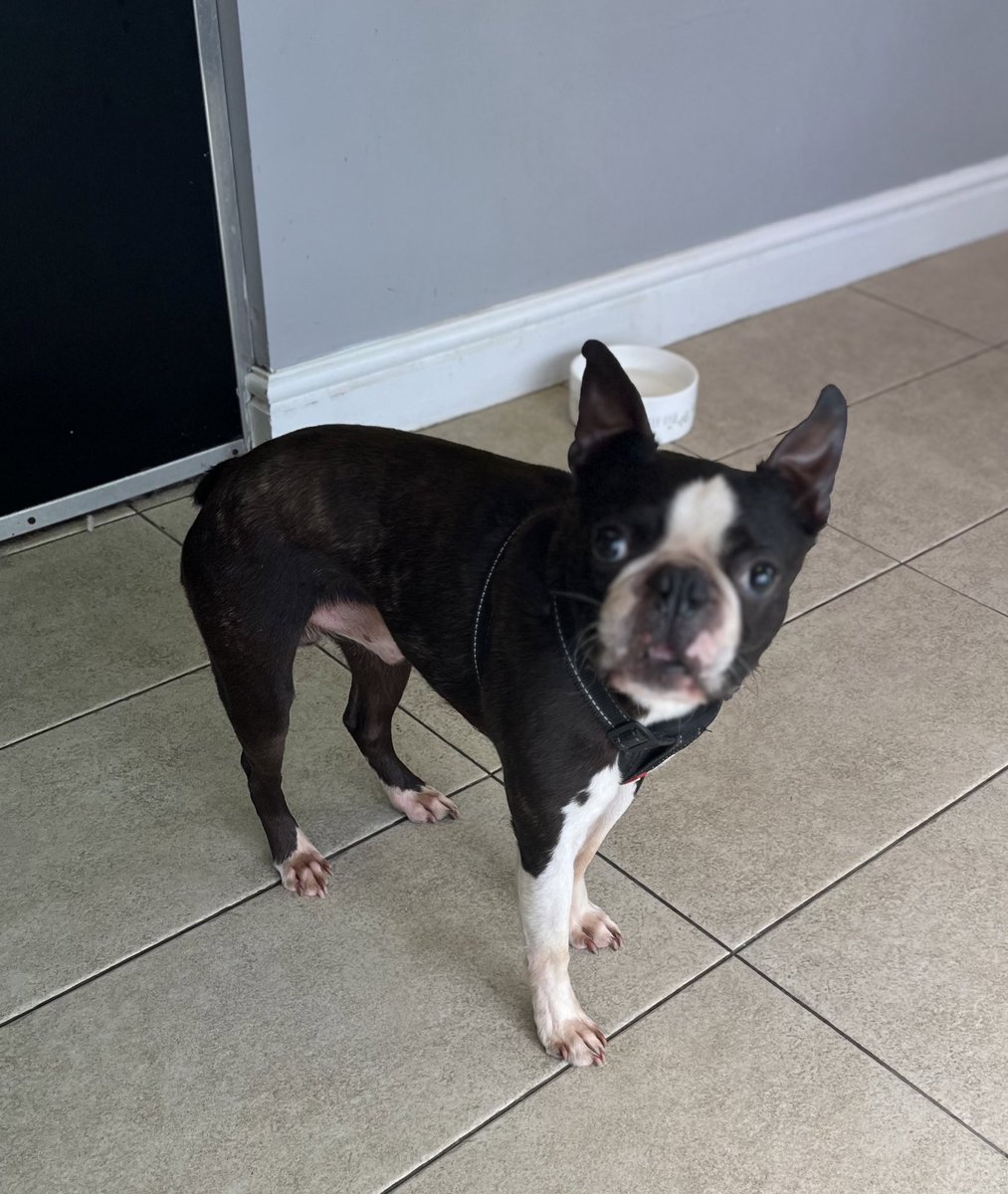 WAGSLIVERPOOL's tweet photo. #bostonterrier #Boston #dogsofliverpool #liverpooldogs #scousepets #scousedogs #dogsoftwitter #dogsofinstagram #doggrooming #doggroomers #Dog_Lovers https://t.co/muWsOwHVVA