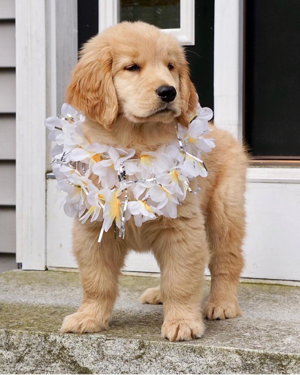 puppies_video's tweet photo. So cute puppy 💗💗💗 https://t.co/waThKDMpIc