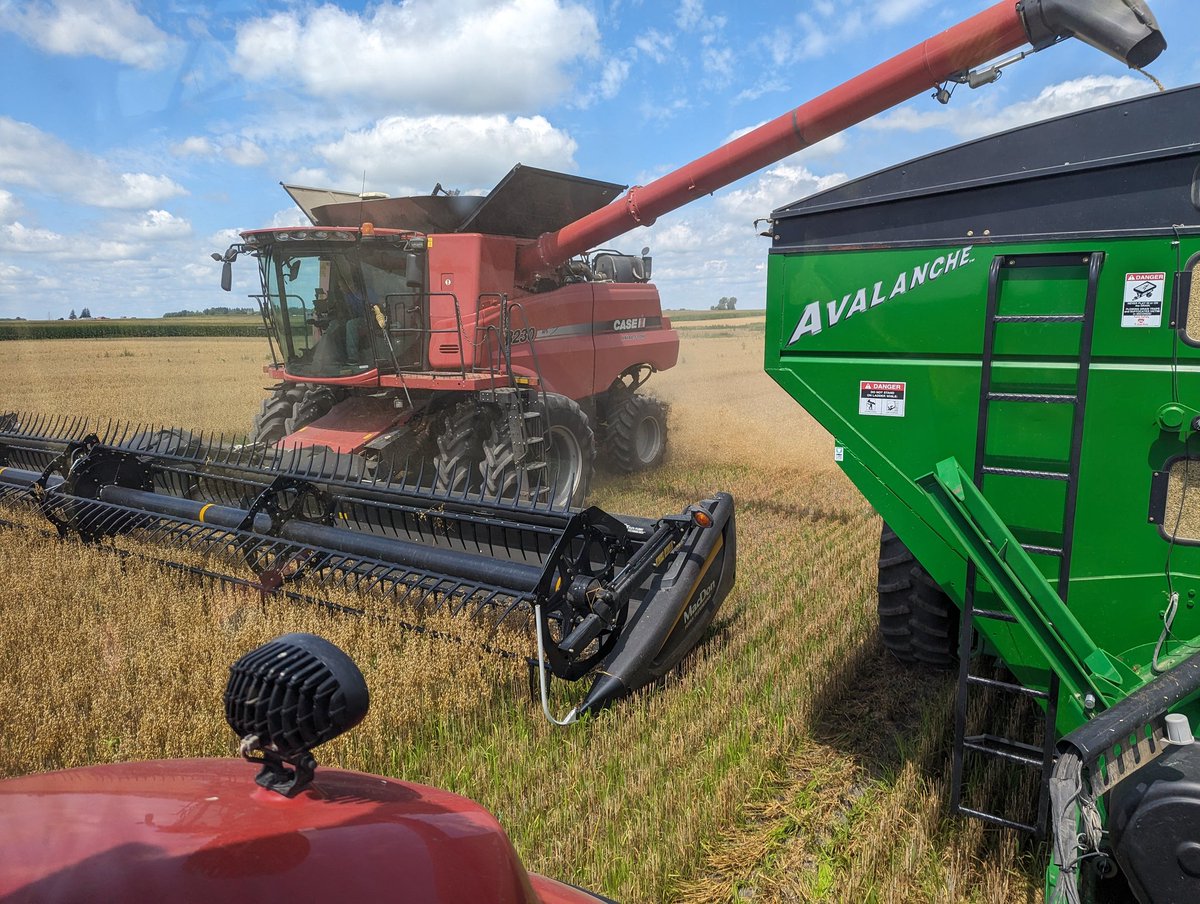 #harvest23 is underway.  First time ever harvesting oats, much less organic oats!