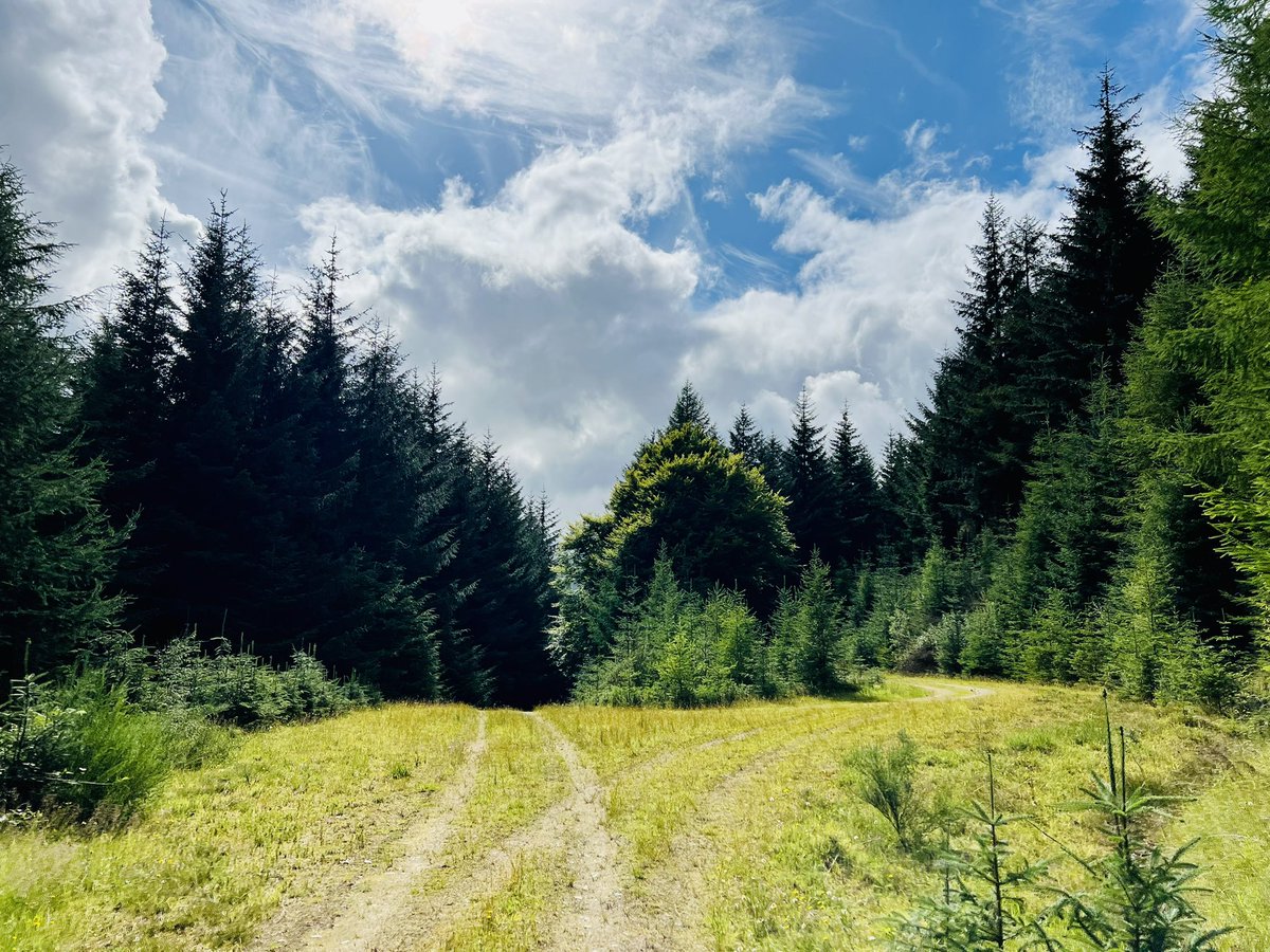 AlexHynes's tweet photo. Beautiful day for a forest trek. @VisitScotland https://t.co/ulzlVAlbUz