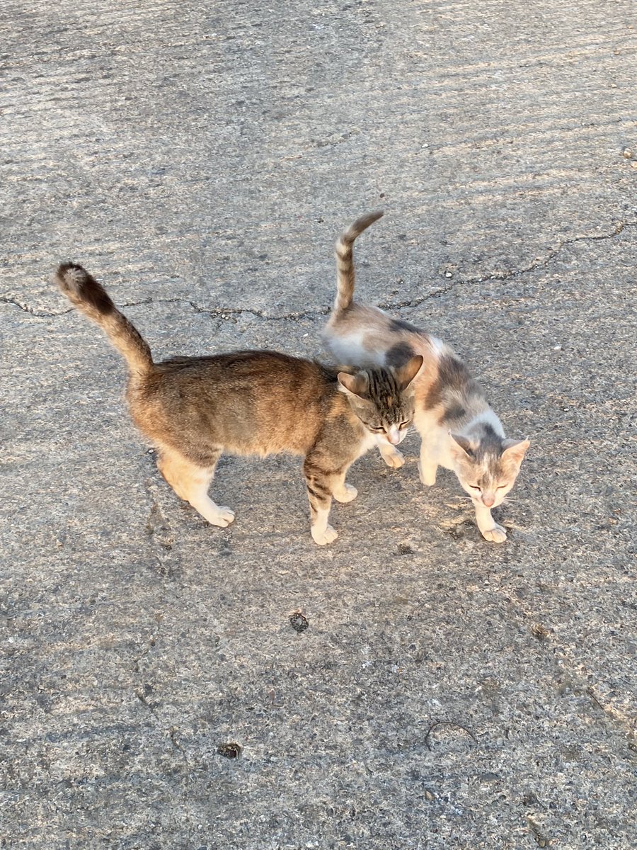 Lino_Scaccia's tweet photo. Giochi di mici 🐈⬛ 🐈
#mici #gatti #ingioco #caspar https://t.co/Y4g0UXsE8I