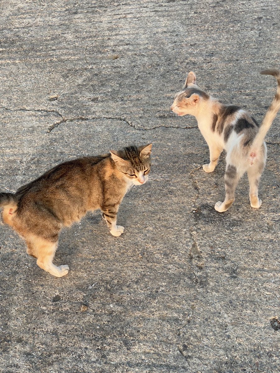 Lino_Scaccia's tweet photo. Giochi di mici 🐈⬛ 🐈
#mici #gatti #ingioco #caspar https://t.co/Y4g0UXsE8I